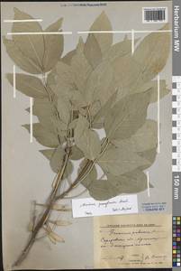 Fraxinus pennsylvanica Marshall, Eastern Europe, Lower Volga region (E9) (Russia)