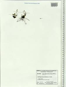 Micranthes tenuis (Wahlenb.) Small, Siberia, Central Siberia (S3) (Russia)