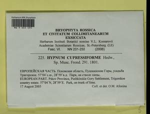 Hypnum cupressiforme Hedw., Bryophytes, Bryophytes - Novgorod & Pskov Oblasts (B5) (Russia)