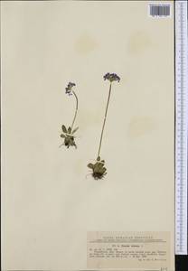 Primula farinosa L., Western Europe (EUR) (Romania)
