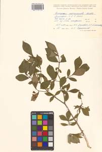 Euonymus alatus (Thunb.) Siebold, Siberia, Russian Far East (S6) (Russia)