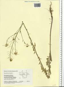 Sisymbrium loeselii L., Eastern Europe, Central region (E4) (Russia)