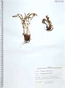 Woodsia ilvensis (L.) R.Br., Siberia, Russian Far East (S6) (Russia)