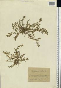 Herniaria glabra L., Eastern Europe, Moscow region (E4a) (Russia)