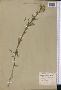 Achillea alpina subsp. alpina, Siberia, Baikal & Transbaikal region (S4) (Russia)