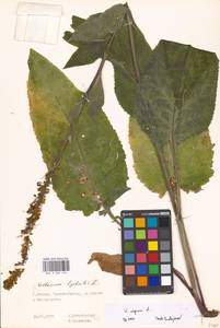 Verbascum nigrum L., Eastern Europe, Moscow region (E4a) (Russia)