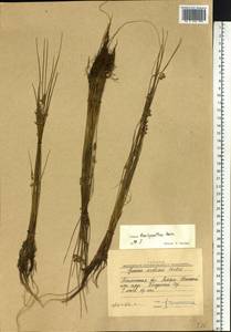 Juncus brachyspathus Maxim., Siberia, Western Siberia (S1) (Russia)