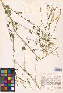 Melilotus officinalis (L.) Lam., Eastern Europe, Lower Volga region (E9) (Russia)