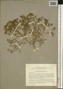 Ceratocarpus arenarius L., Eastern Europe, South Ukrainian region (E12) (Ukraine)