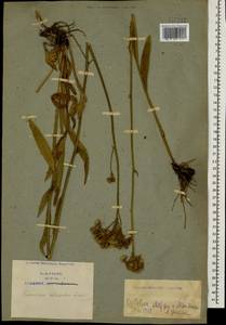 Pilosella echioides subsp. echioides, Caucasus, Armenia (K5) (Armenia)