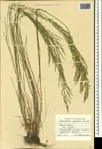 Puccinellia gigantea (Grossh.) Grossh., Crimea (KRYM) (Russia)