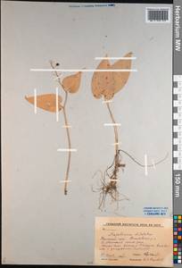 Maianthemum dilatatum (Alph.Wood) A.Nelson & J.F.Macbr., Siberia, Russian Far East (S6) (Russia)