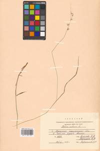 Melica nutans L., Siberia, Russian Far East (S6) (Russia)