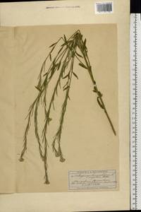 Erysimum odoratum Ehrh., Eastern Europe, Moscow region (E4a) (Russia)