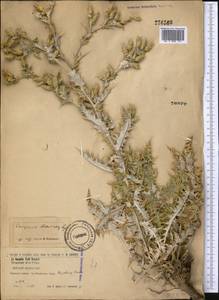 Cousinia decurrens Regel, Middle Asia, Northern & Central Tian Shan (M4) (Kazakhstan)