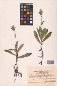 Sonchus brachyotus DC., Siberia, Russian Far East (S6) (Russia)