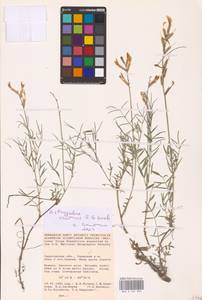 Astragalus varius S.G.Gmel., Eastern Europe, Lower Volga region (E9) (Russia)