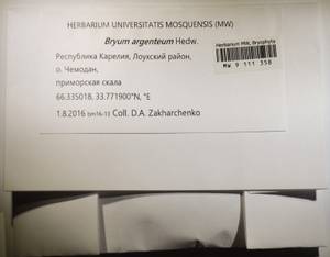 MW 9 111 358, Bryum argenteum Hedw., Bryophytes, Bryophytes - Karelia, Leningrad & Murmansk Oblasts (B4) (Russia)