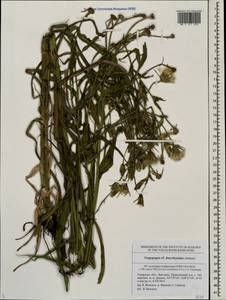 Tragopogon dasyrhynchus Artemczuk, Eastern Europe, Middle Volga region (E8) (Russia)