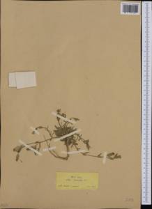 Silene subconica, South Asia, South Asia (Asia outside ex-Soviet states and Mongolia) (ASIA) (Turkey)