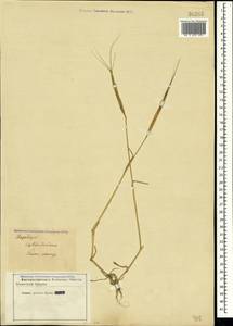 Aegilops cylindrica Host, Crimea (KRYM) (Russia)