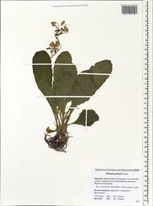 Primula elatior subsp. pallasii (Lehm.) W. W. Sm. & Forrest, Siberia, Baikal & Transbaikal region (S4) (Russia)