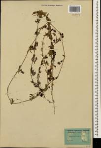 Galium humifusum M.Bieb., Caucasus, Dagestan (K2) (Russia)