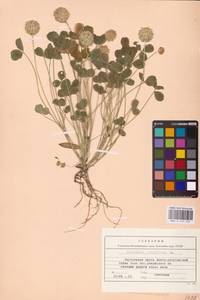 Trifolium fragiferum L., Eastern Europe, Lower Volga region (E9) (Russia)