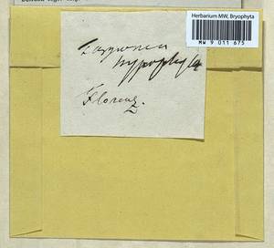 Targionia hypophylla L., Bryophytes, Bryophytes - Western Europe (BEu) (Italy)