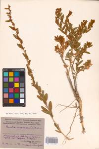 Krascheninnikovia ceratoides (L.) Gueldenst., Middle Asia, Caspian Ustyurt & Northern Aralia (M8) (Kazakhstan)