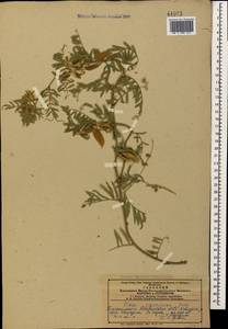 Vicia pannonica Crantz, Caucasus, Azerbaijan (K6) (Azerbaijan)