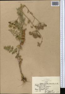 Oedibasis apiculata (Kar. & Kir.) Koso-Pol., Middle Asia, Western Tian Shan & Karatau (M3) (Kazakhstan)