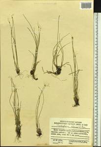 Trichophorum alpinum (L.) Pers., Siberia, Russian Far East (S6) (Russia)
