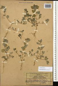 Chenopodium vulvaria L., Caucasus, Azerbaijan (K6) (Azerbaijan)