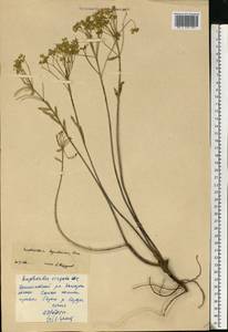 Euphorbia seguieriana Neck., Eastern Europe, South Ukrainian region (E12) (Ukraine)