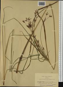 Cyperus longus L., Western Europe (EUR) (Italy)