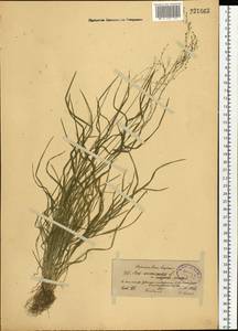 Poa nemoralis L., Eastern Europe, North-Western region (E2) (Russia)