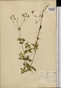 Galium amurense Pobed., Siberia, Russian Far East (S6) (Russia)