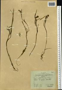 Sparganium hyperboreum Laest. ex Beurl., Siberia, Russian Far East (S6) (Russia)