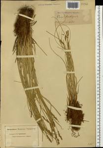 Carex diandra Schrank, Eastern Europe, Middle Volga region (E8) (Russia)