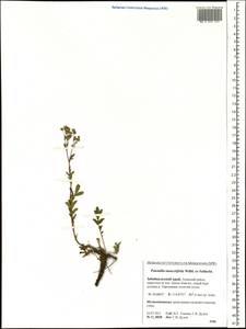 Potentilla tanacetifolia Willd. ex D. F. K. Schltdl., Siberia, Baikal & Transbaikal region (S4) (Russia)