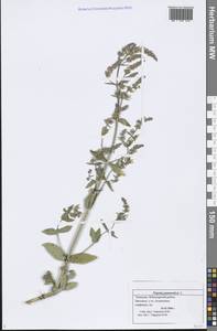 Nepeta nuda subsp. nuda, Eastern Europe, Middle Volga region (E8) (Russia)