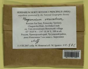 Plagiomnium vesicatum (Besch.) T.J. Kop., Bryophytes, Bryophytes - Russian Far East (excl. Chukotka & Kamchatka) (B20) (Russia)