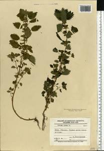 Urtica urens L., Eastern Europe, North Ukrainian region (E11) (Ukraine)