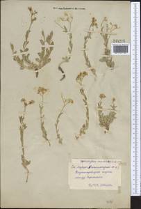 Haplophyllum versicolor Fisch. & C. A. Mey., Middle Asia, Syr-Darian deserts & Kyzylkum (M7) (Uzbekistan)