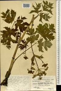 Heracleum dissectum Ledeb., Mongolia (MONG) (Mongolia)