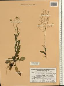 Arabidopsis arenosa (L.) Lawalrée, Eastern Europe, Belarus (E3a) (Belarus)