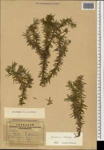 Juniperus communis var. saxatilis Pall., Caucasus, Armenia (K5) (Armenia)