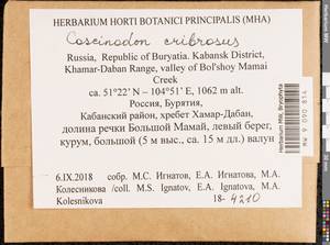 Coscinodon cribrosus (Hedw.) Spruce, Bryophytes, Bryophytes - Baikal & Transbaikal regions (B18) (Russia)