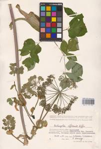 Angelica archangelica L., Eastern Europe, Lower Volga region (E9) (Russia)